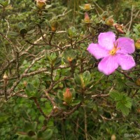 <i>Osbeckia walkeri</i>  Arn.